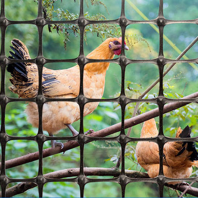 Red geográfica biaxal negra normal esencial para la cría de pollos cerca de plástico en el camino