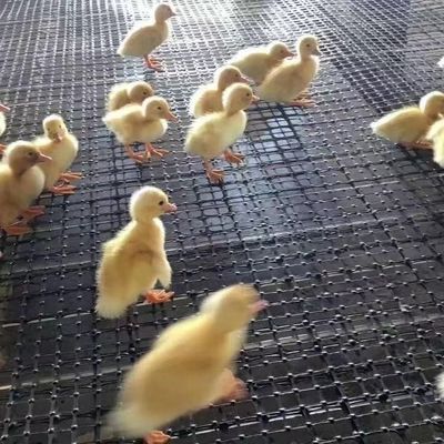 Cercas de cría de pollos y gansos certificadas CE/ISO9001 con rejilla geográfica biaxial reforzada
