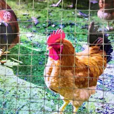 Estilos de diseño chino cerco de red geogrid biaxial para el pollo de la capacidad de carga del suelo de la carretera