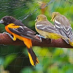 Con certificación CE ISO, red de malla antipájaros de gran peso para huertos de invernaderos