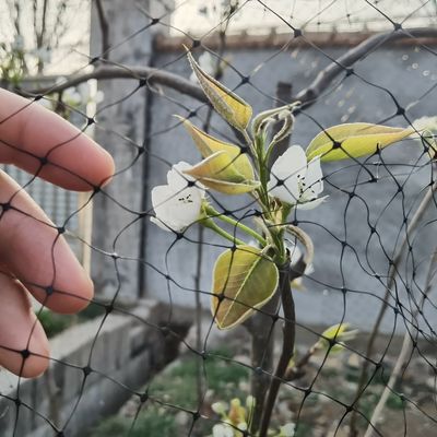 Proteja sus frutas de jardín con redes antipájaros de plástico reutilizables y certificado ISO CE
