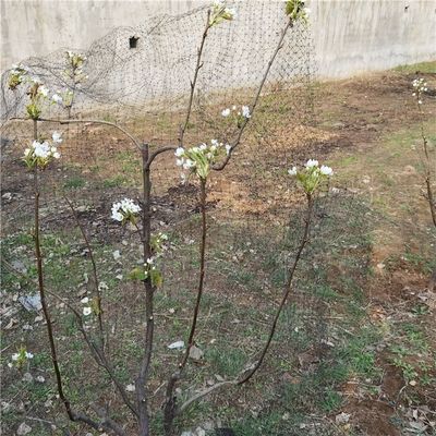 Redes de insectos agrícolas antipájaros con malla de 40 mm para protección de frutas y verduras en invernadero