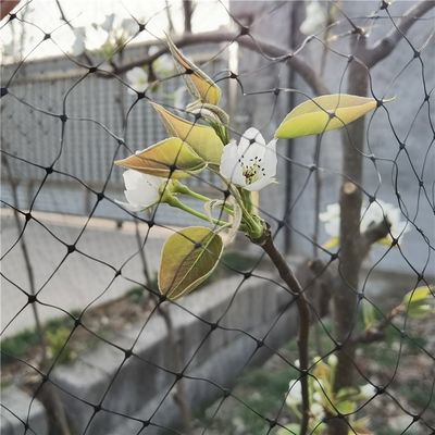 Redes de insectos agrícolas antipájaros con malla de 40 mm para protección de frutas y verduras en invernadero