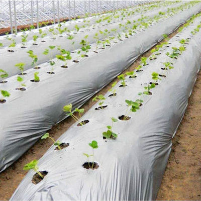 Película de cobertura de suelo agrícola de longitud personalizada para la vida útil de cultivo de piña 1-2 años